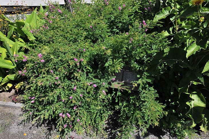 2016-7-25canadaherb 3539_01.JPG