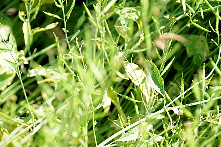 2016-7-25canadaherb 3272_01.JPG