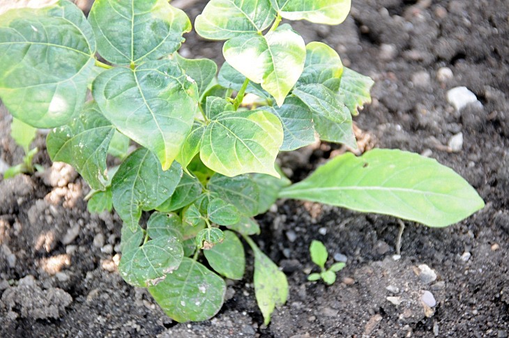2016-7-25canadaherb 3682_01.JPG