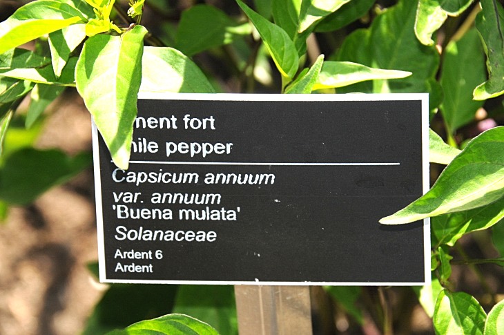 2016-7-25canadaherb 3180_01.JPG