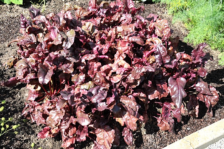2016-7-25canadaherb 2943_01.JPG