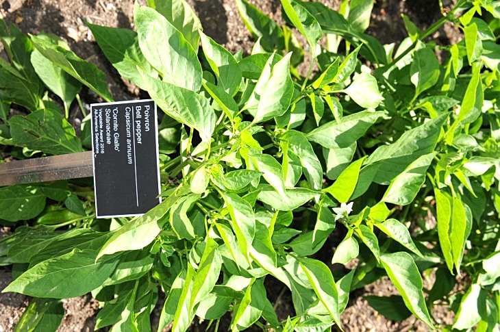 2016-7-25canadaherb 3183_01.JPG