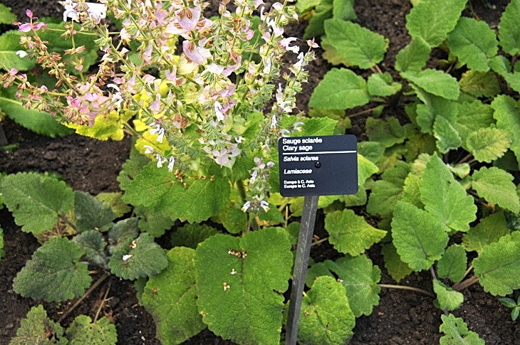 2016-7-25canadaherb 3924_01.JPG