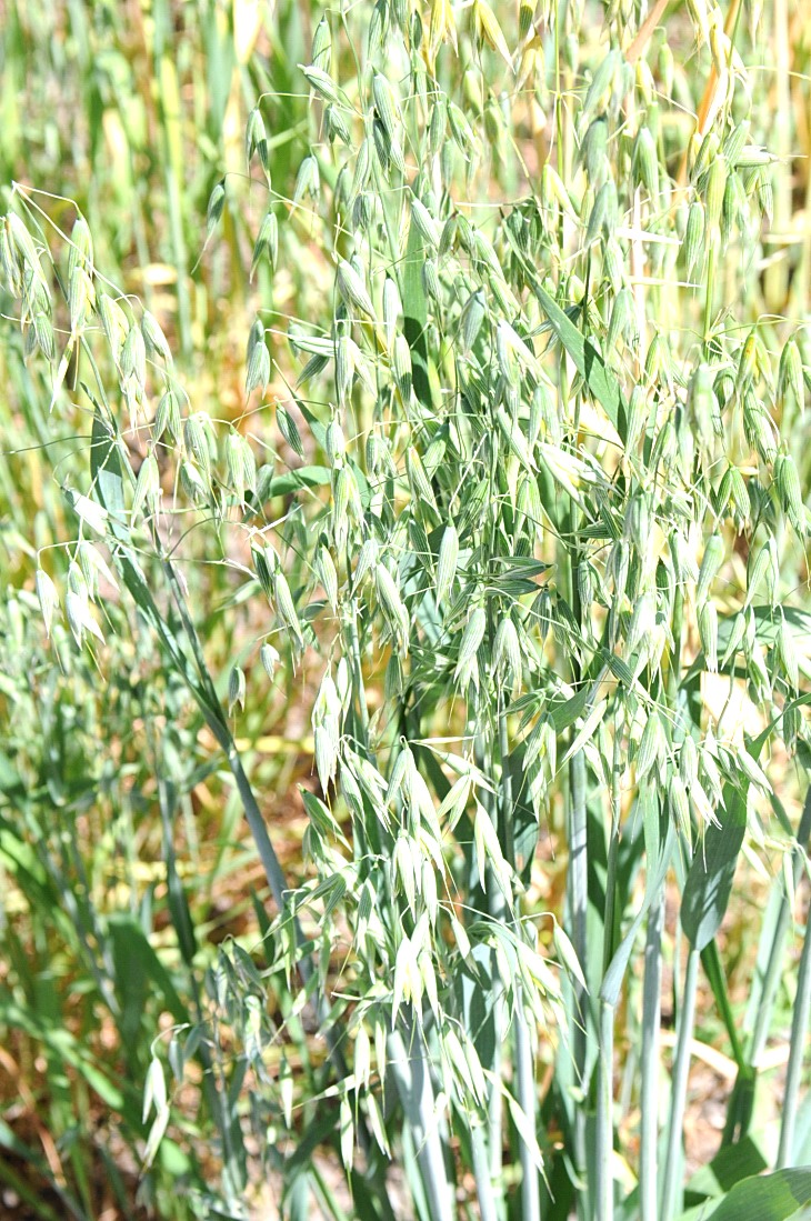 2016-7-25canadaherb 3781_01.JPG