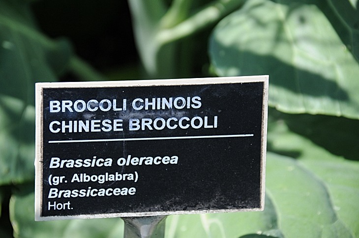 2016-7-25canadaherb 3308_01.JPG