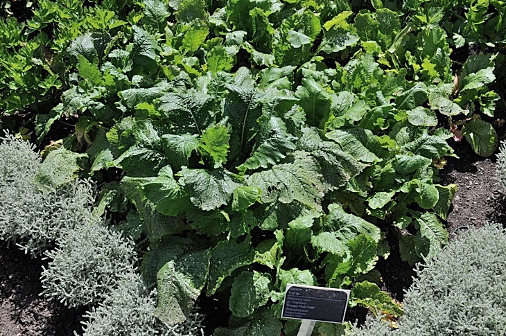 2016-7-25canadaherb 3500_01.JPG