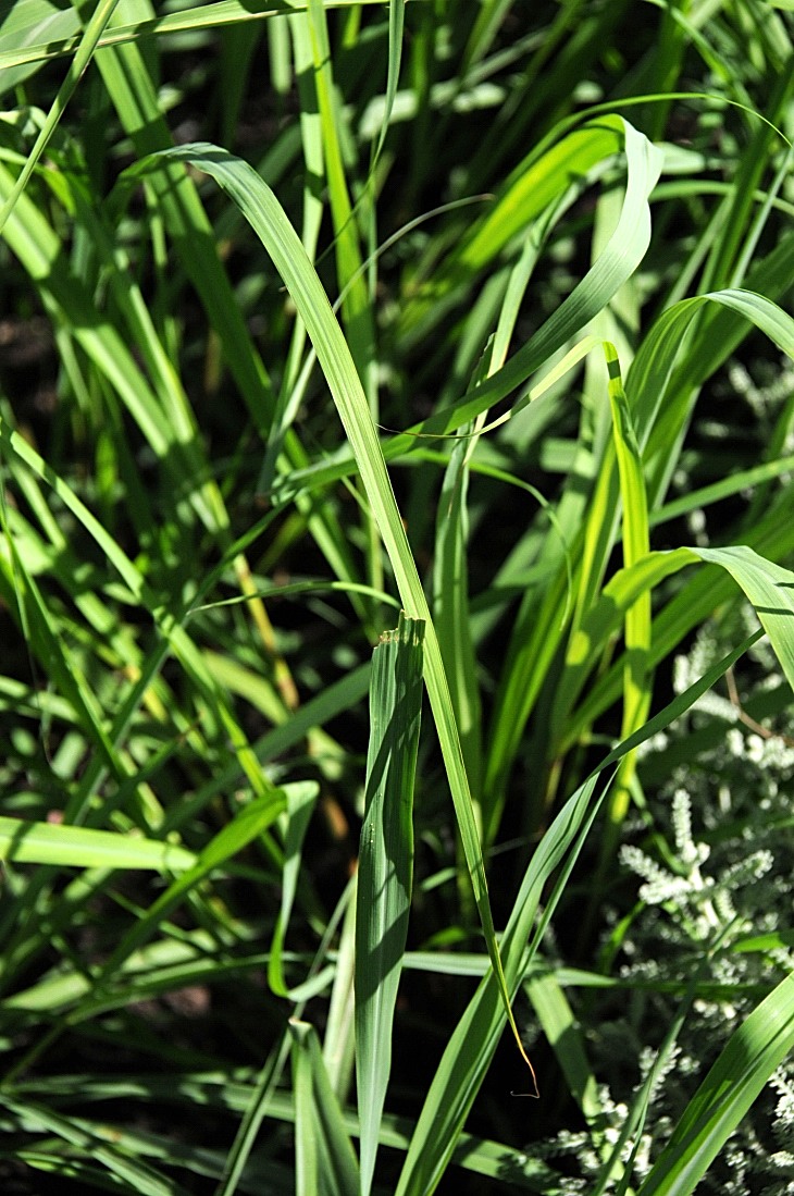 2016-7-25canadaherb 3114_01.JPG