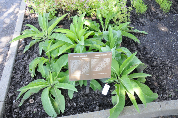 2016-7-25canadaherb 3396_01.JPG