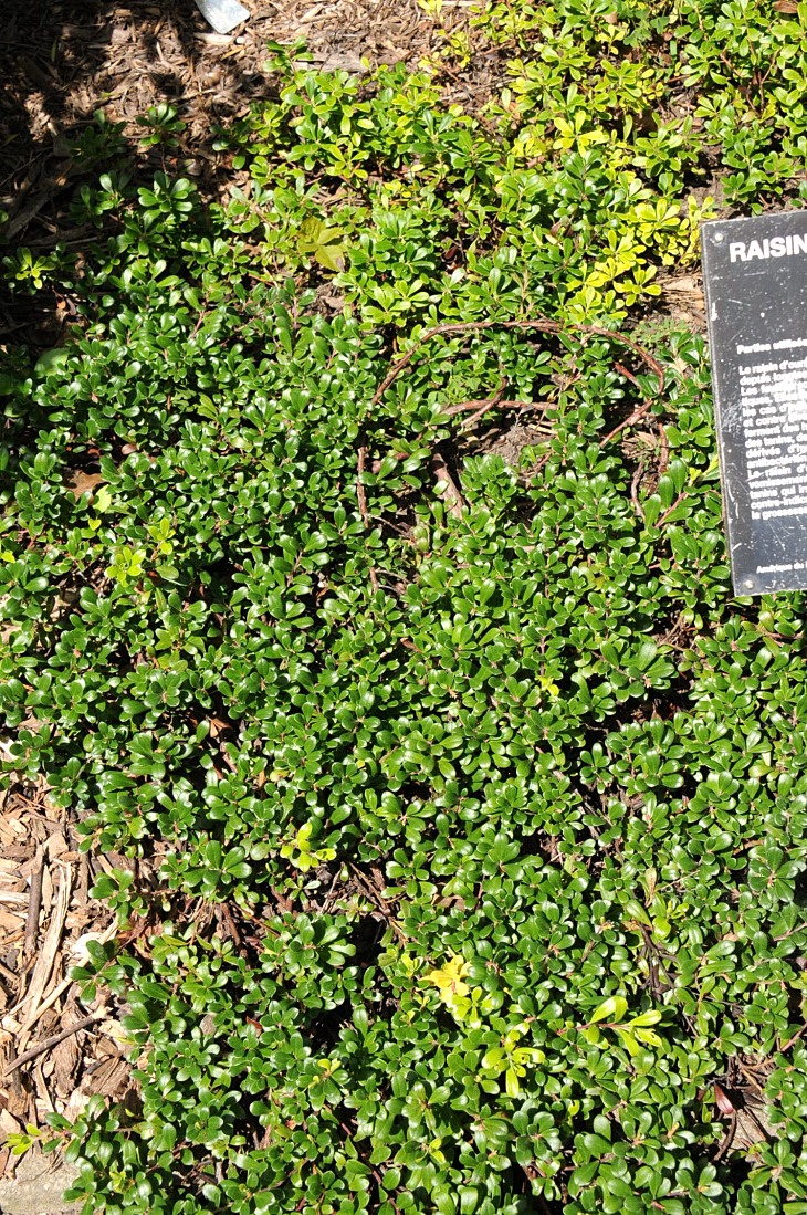 2016-7-25canadaherb 3773_01.JPG