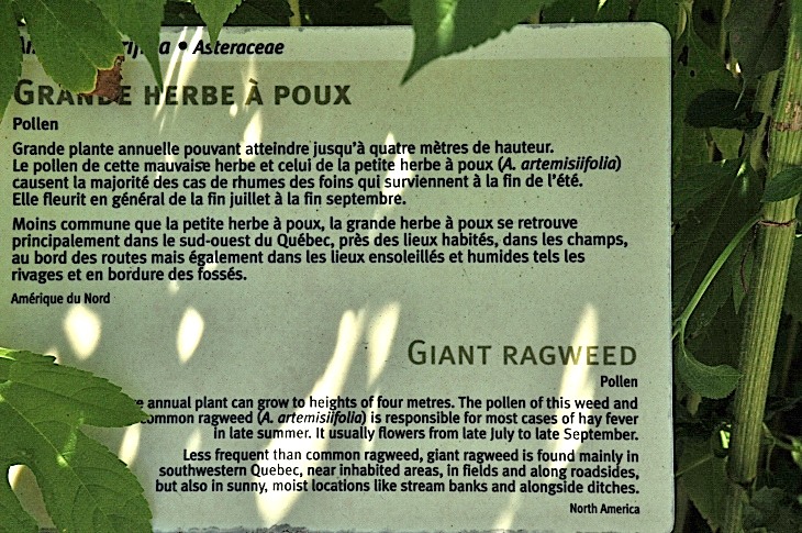 2016-7-25canadaherb 4104_01.JPG