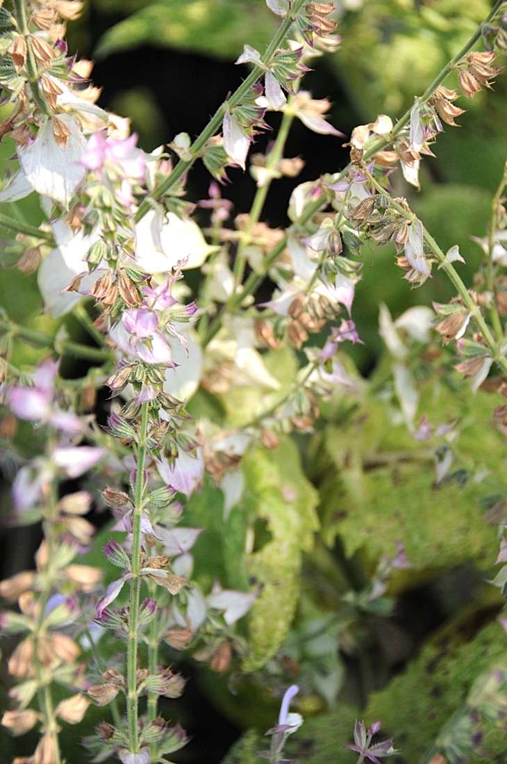 2016-7-25canadaherb 3135_01.JPG