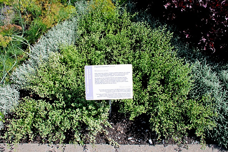 2016-7-25canadaherb 3052_01.JPG