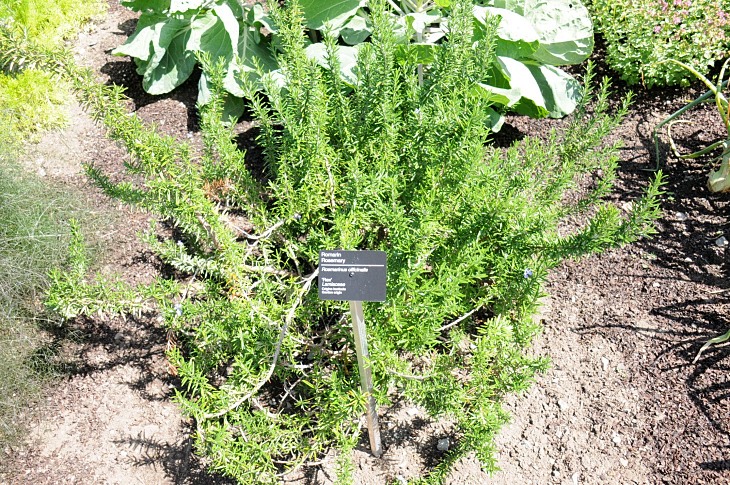 2016-7-25canadaherb 3707_01.JPG