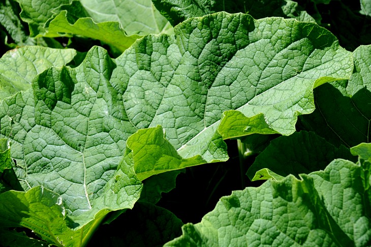2016-7-25canadaherb 3673_01.JPG