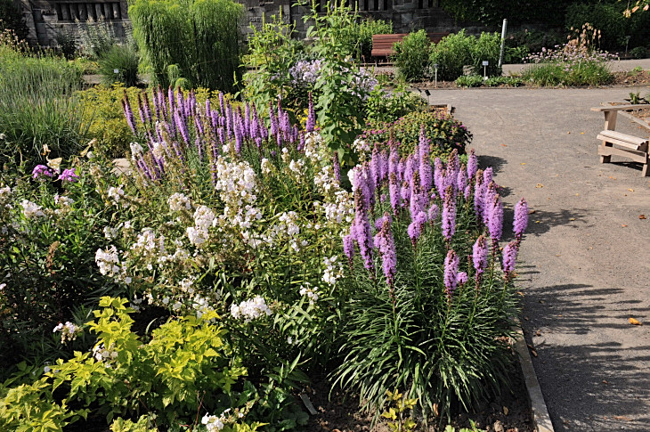 2016-7-25canadaherb 2880_01.JPG