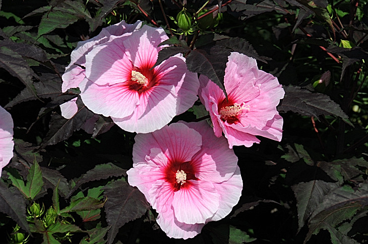 2016-7-25canadaherb 2900_01.JPG