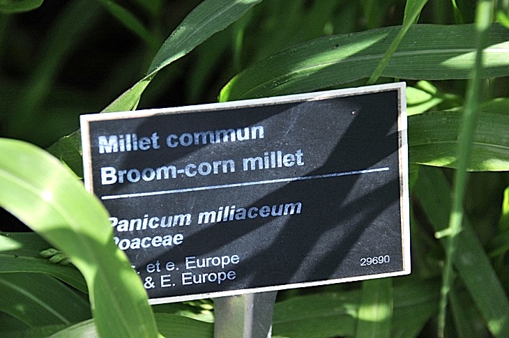 2016-7-25canadaherb 2994_01.JPG