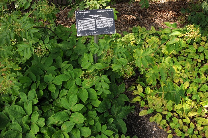 2016-7-25canadaherb 3890_01.JPG