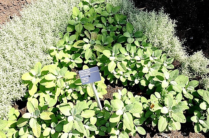 2016-7-25canadaherb 3166_01.JPG