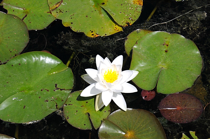 2016-7-25canadaherb 4218_01.JPG