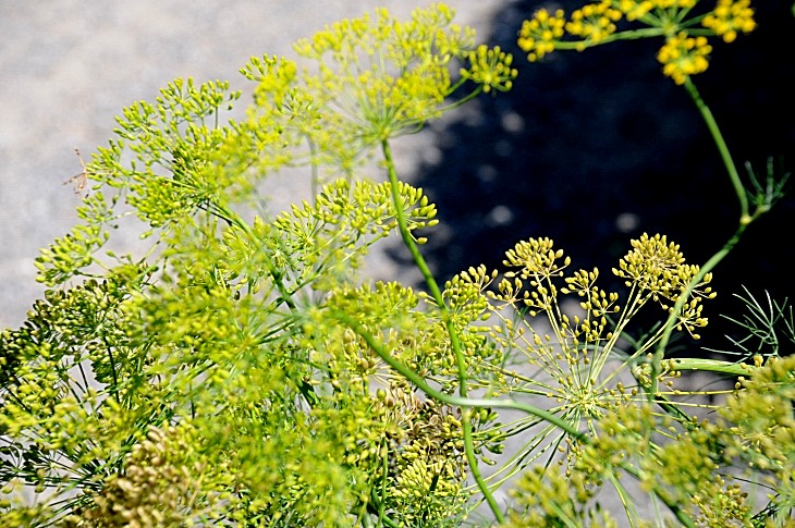 2016-7-25canadaherb 3638_01.JPG