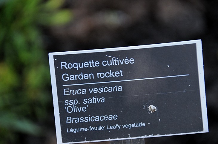 2016-7-25canadaherb 3399_01.JPG