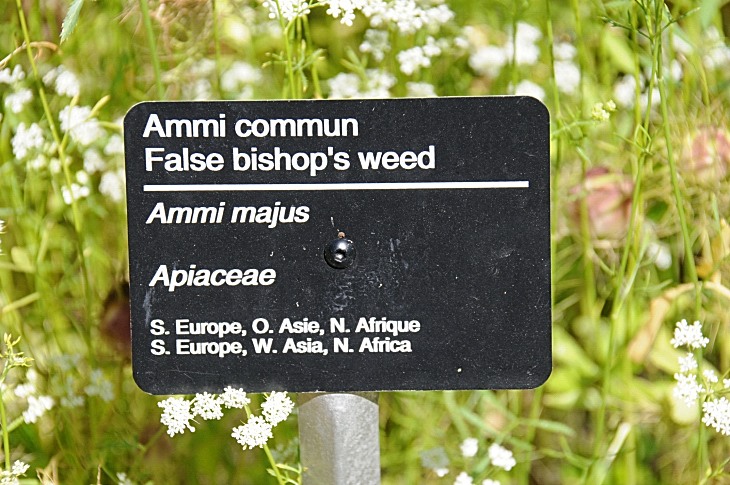 2016-7-25canadaherb 4031_01.JPG