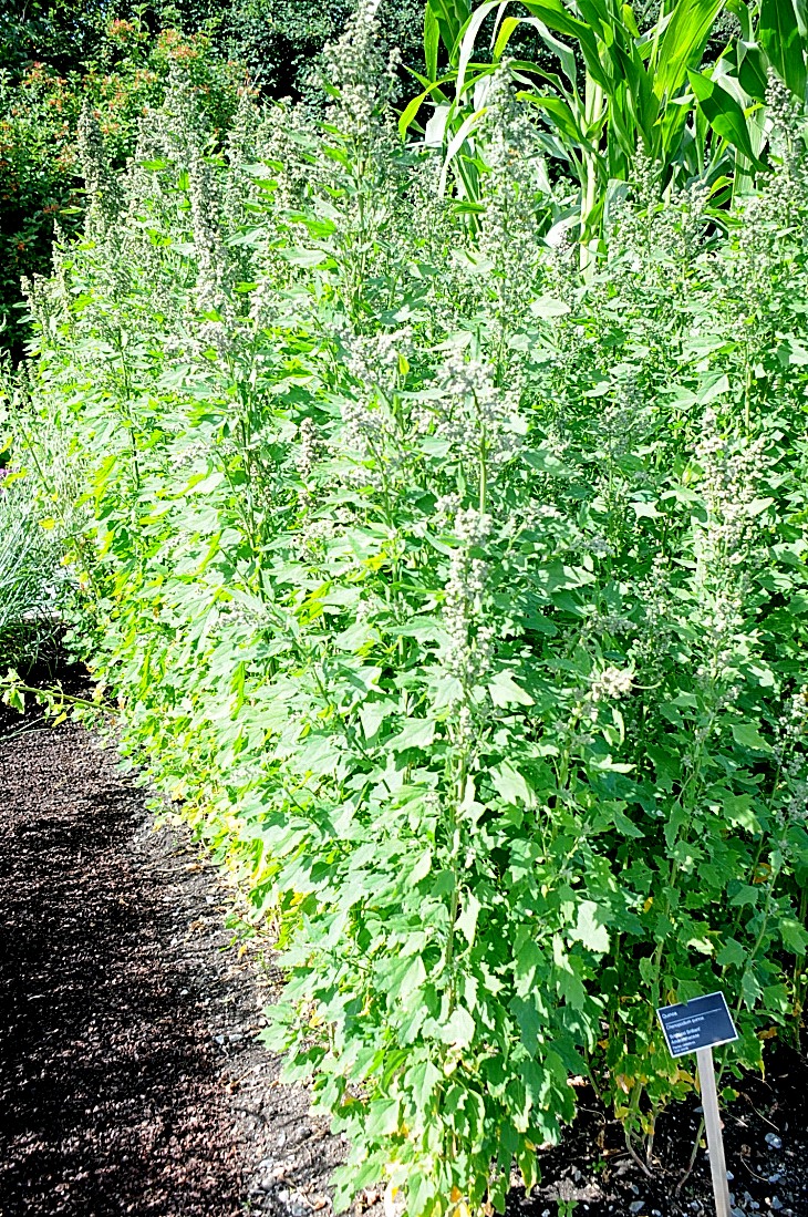 2016-7-25canadaherb 3007_01.JPG