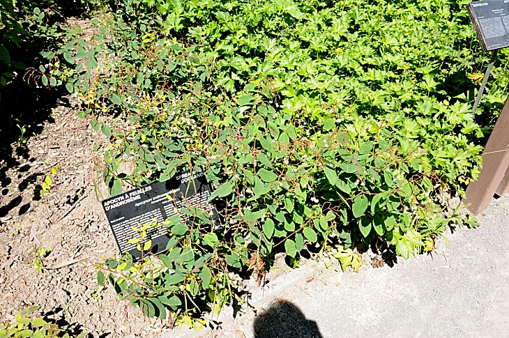 2016-7-25canadaherb 4107_01.JPG