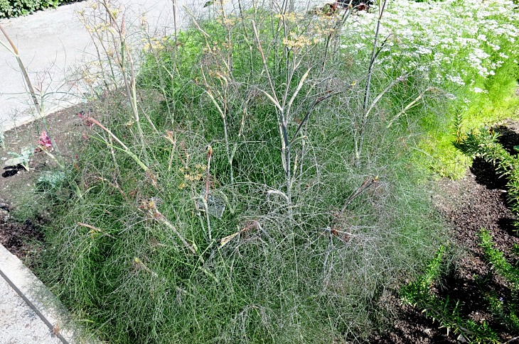 2016-7-25canadaherb 2972_01.JPG