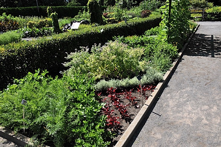 2016-7-25canadaherb 3509_01.JPG