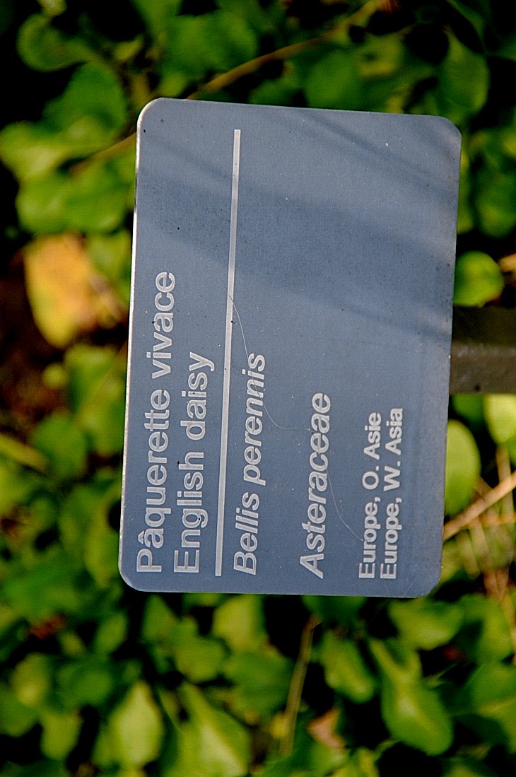 2016-7-25canadaherb 3940_01.JPG