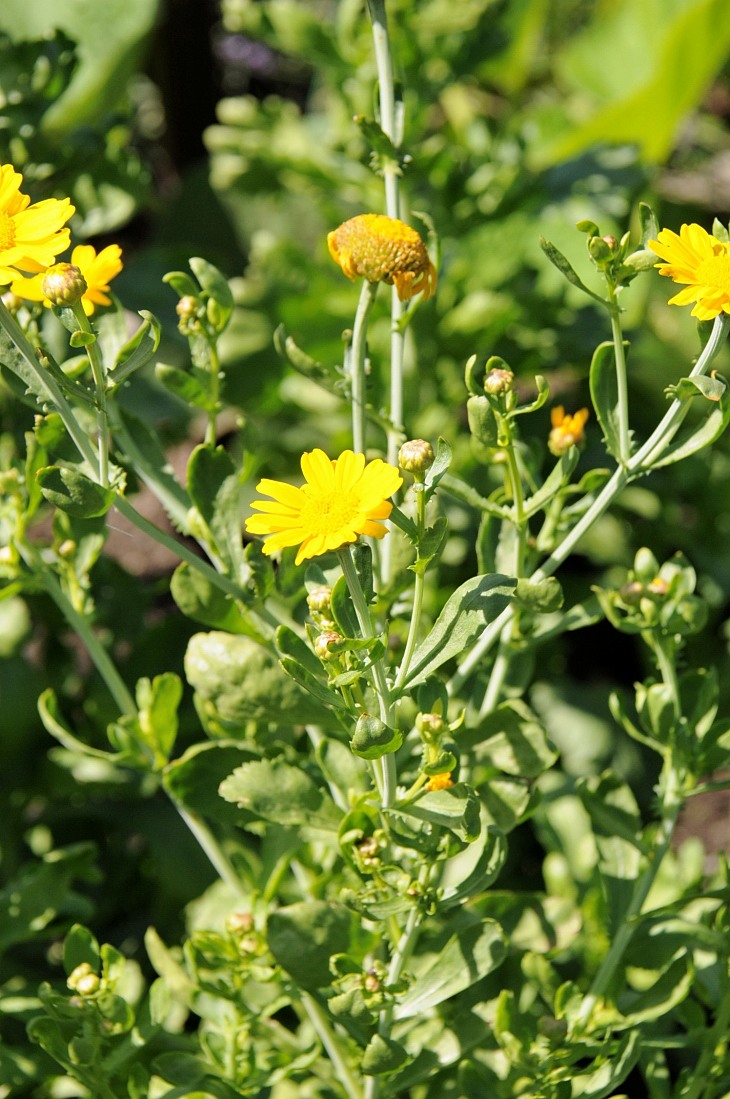 2016-7-25canadaherb 3296_01.JPG