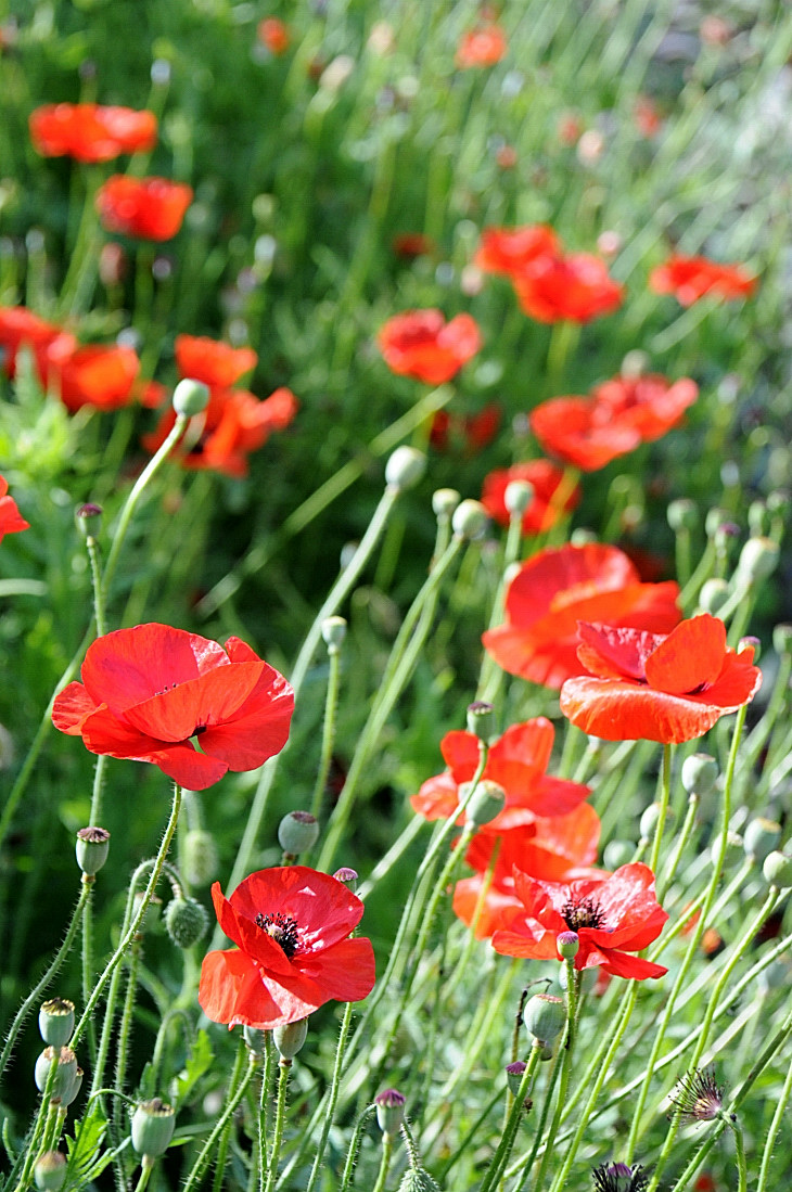 2016-7-25canadaherb 2921_01.JPG