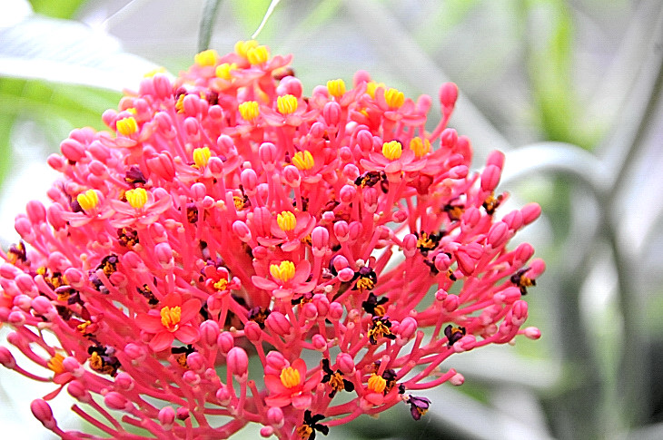 2016-7-25canadaherb 4266_01.JPG