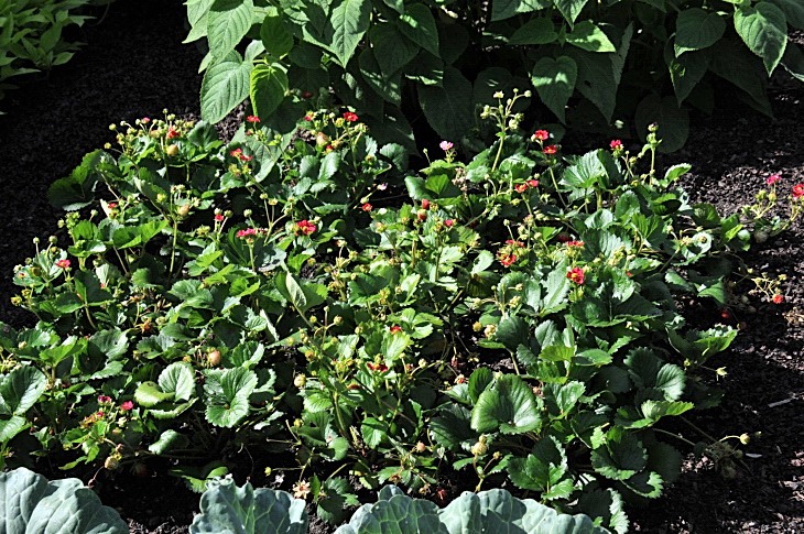 2016-7-25canadaherb 2939_01.JPG