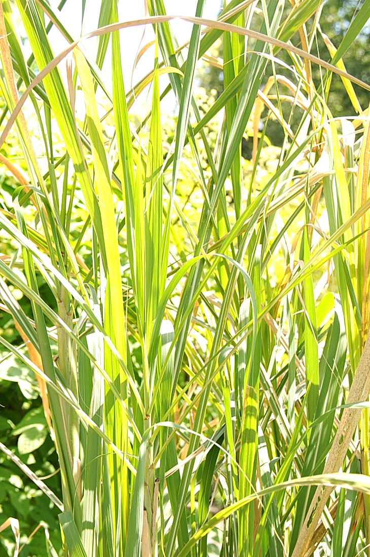 2016-7-25canadaherb 3467_01.JPG