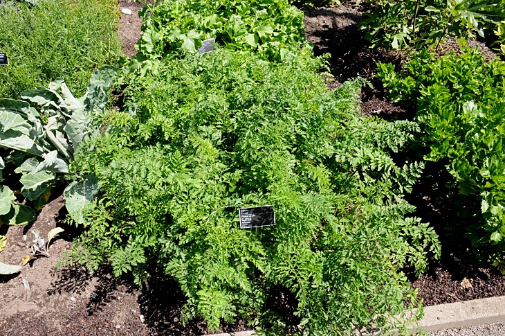 2016-7-25canadaherb 3716_01.JPG