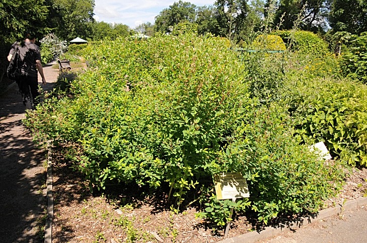 2016-7-25canadaherb 3631_01.JPG