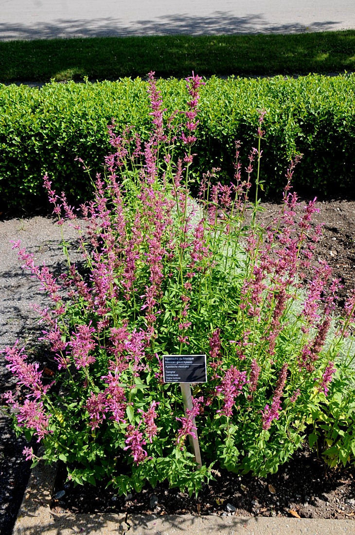 2016-7-25canadaherb 3073_01.JPG