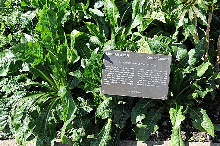 2016-7-25canadaherb 2928_01.JPG