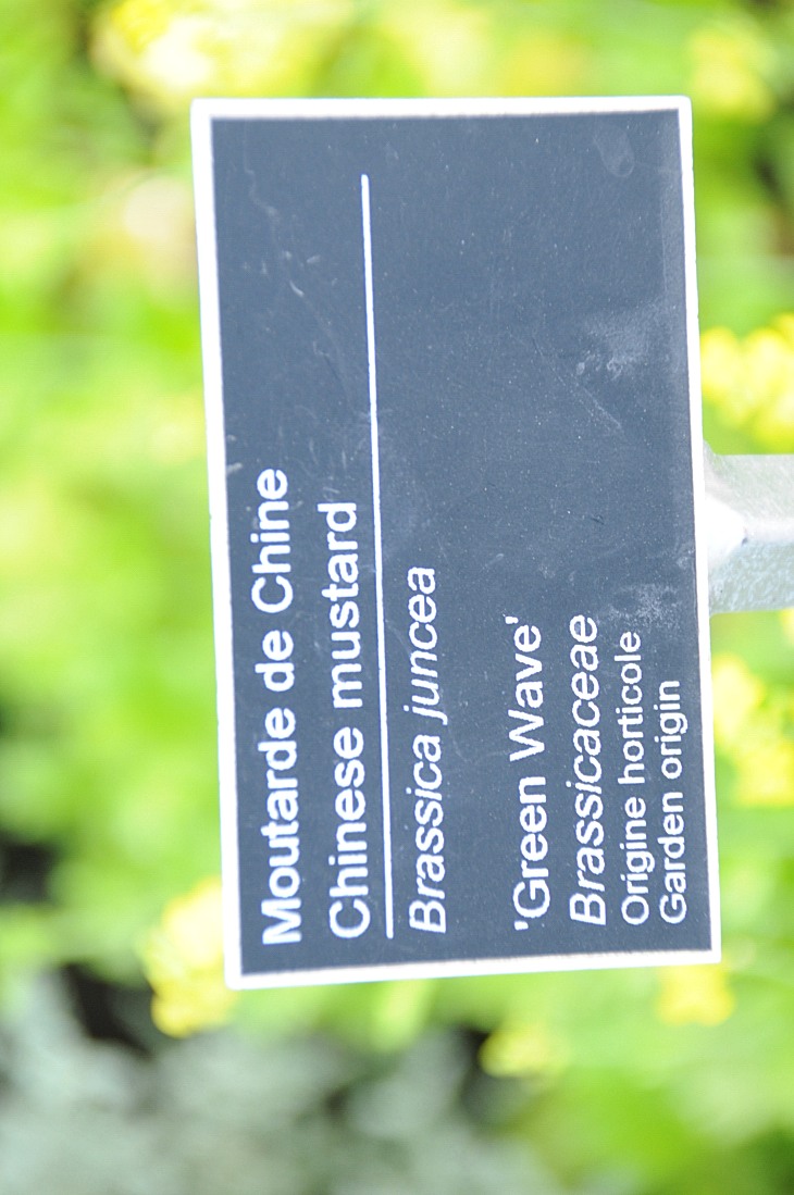 2016-7-25canadaherb 3127_01.JPG