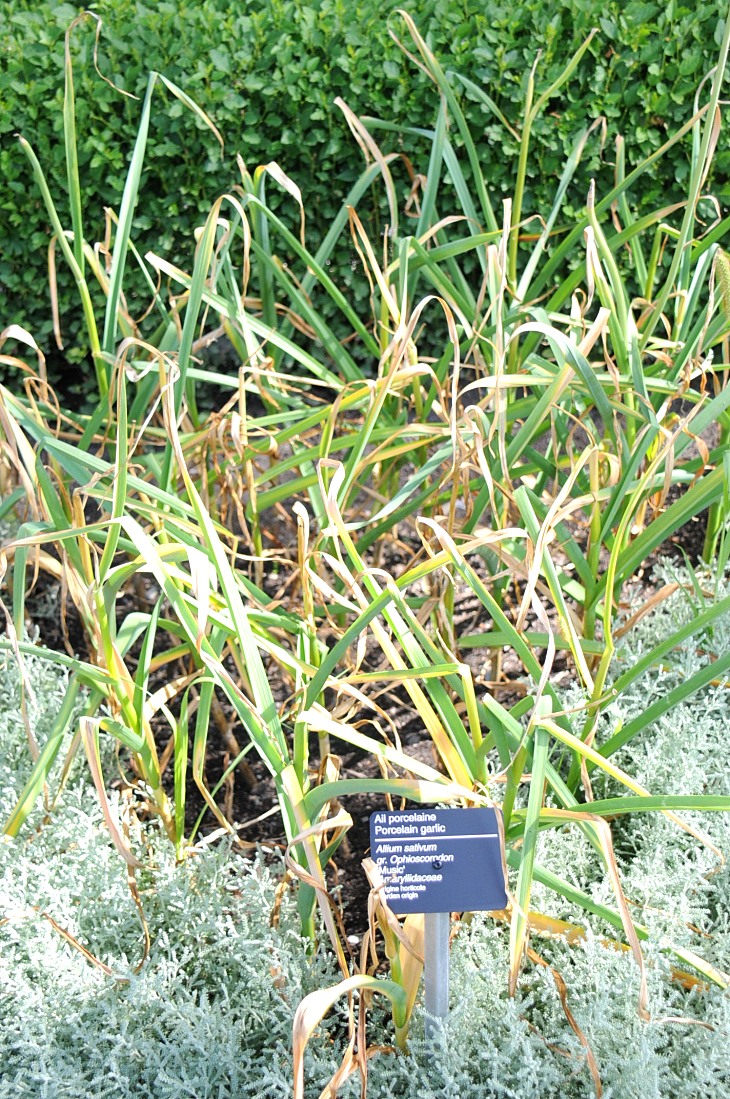 2016-7-25canadaherb 3157_01.JPG