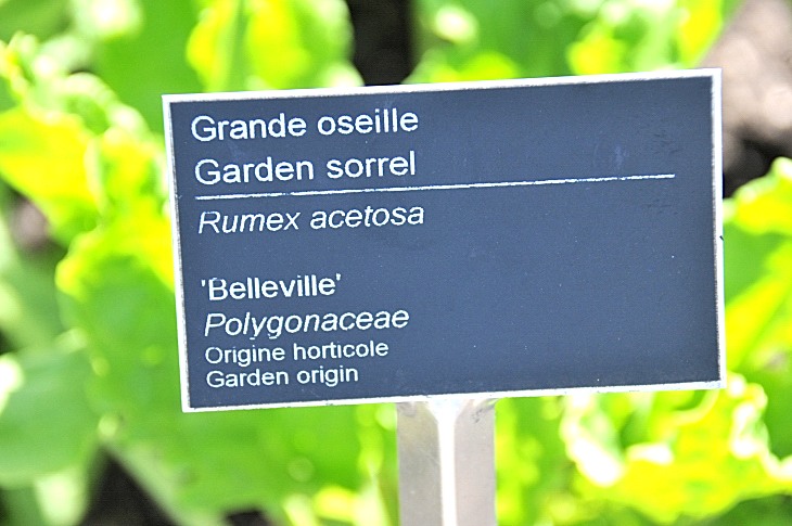 2016-7-25canadaherb 3443_01.JPG
