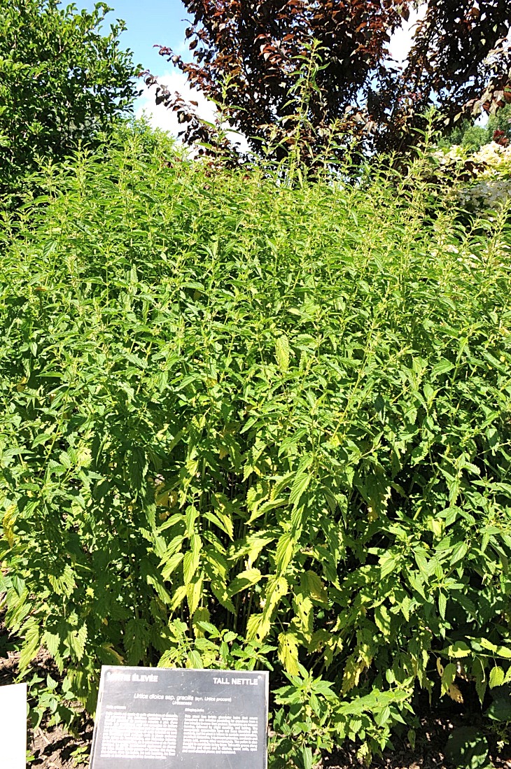2016-7-25canadaherb 4111_01.JPG