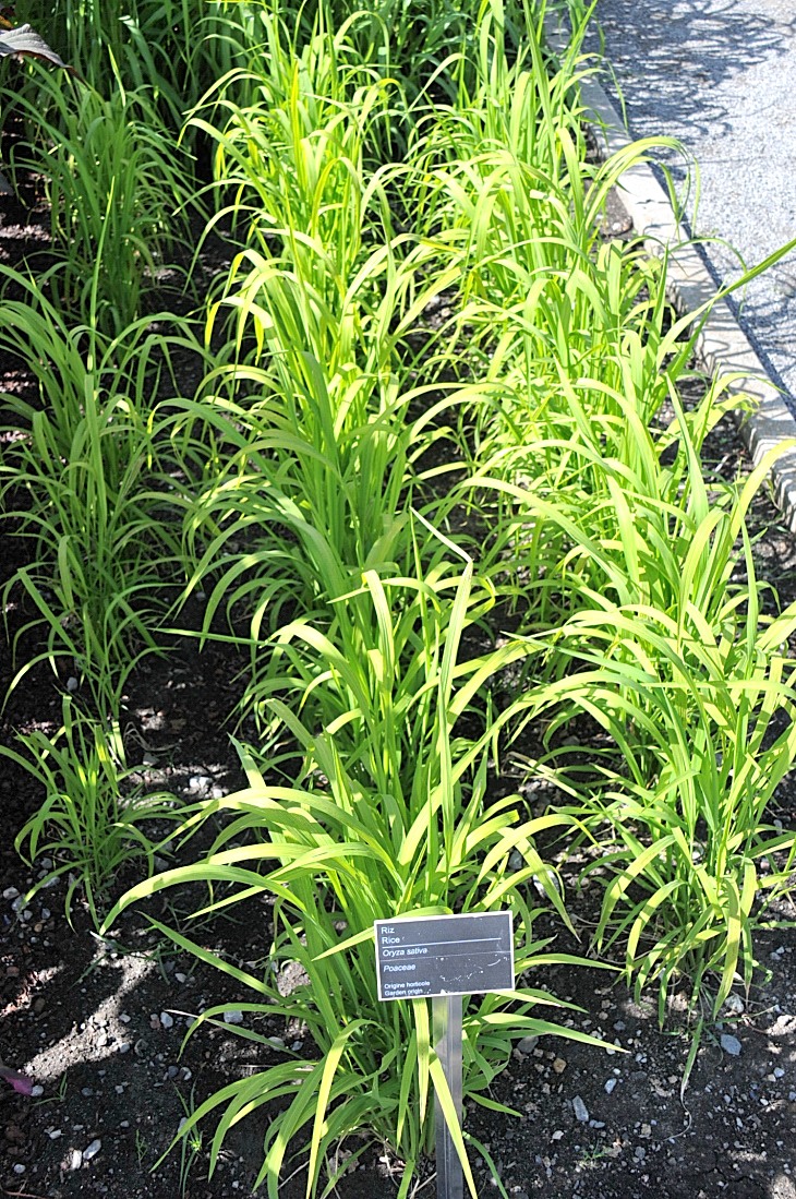2016-7-25canadaherb 2993_01.JPG