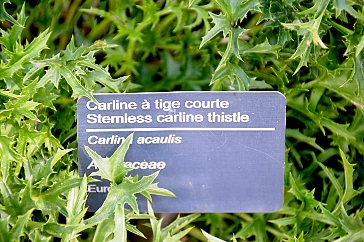 2016-7-25canadaherb 3961_01.JPG
