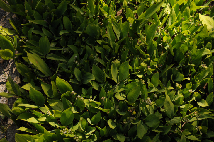 2016-7-25canadaherb 4044_01.JPG