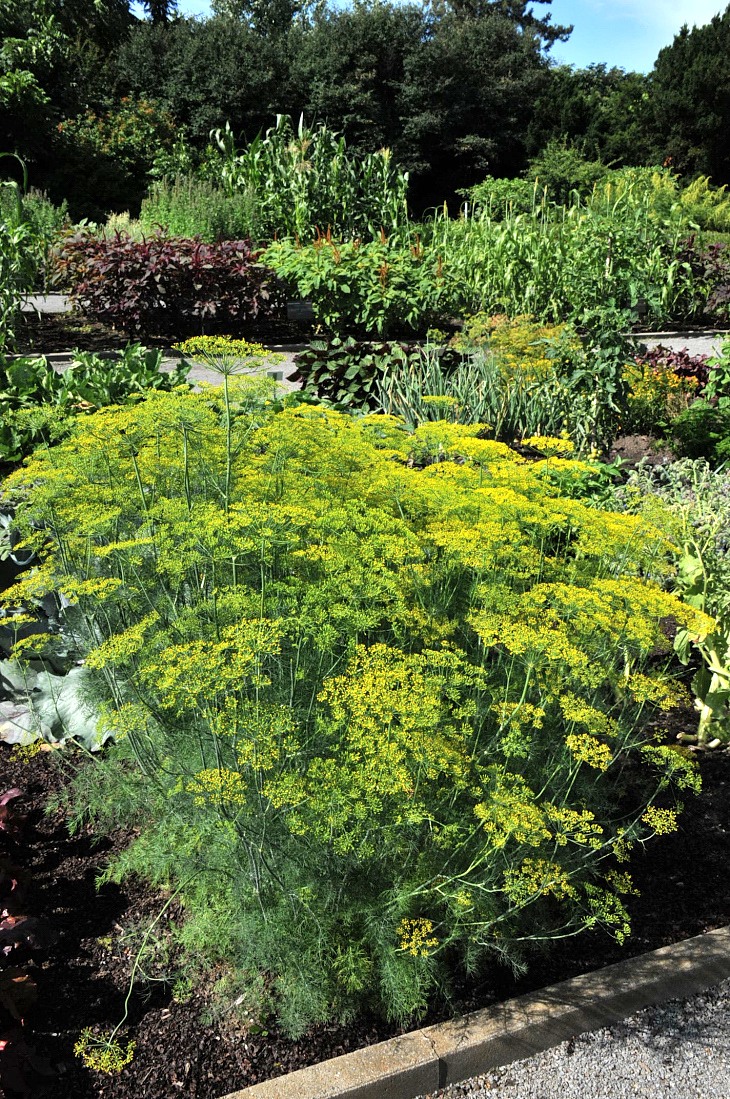 2016-7-25canadaherb 2944_01.JPG