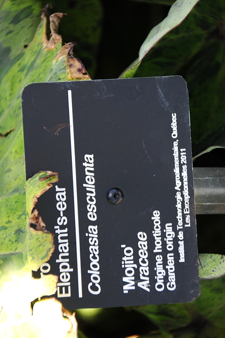 2016-7-25canadaherb 3688_01.JPG